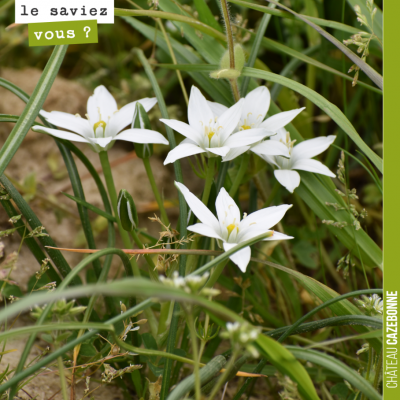 On trouve que ces fleurs sont d'une immense délicatesse. L'ornithogale en ombelle (Ornithogalum u...