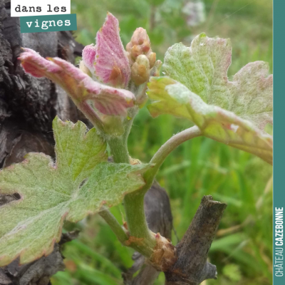 Premières inflorescences dans nos vignes. En champagne, il se dit que quand l'inflorescence est s...