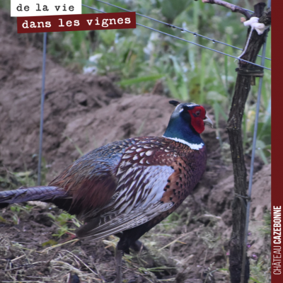 Un magnifique faisan pris sur le vif dans notre jeune plante de merlot sur le plateau de Peyron.