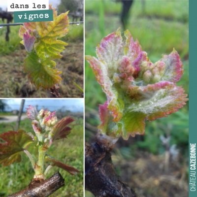 Comme la vigne est belle en ce moment ! Encore quelques semaines avant d'être épargné par le risq...