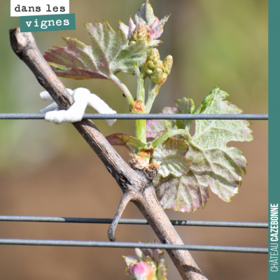 En dépit des bois balafrés par la grêle, les bourgeons sortent, tant bien que mal.