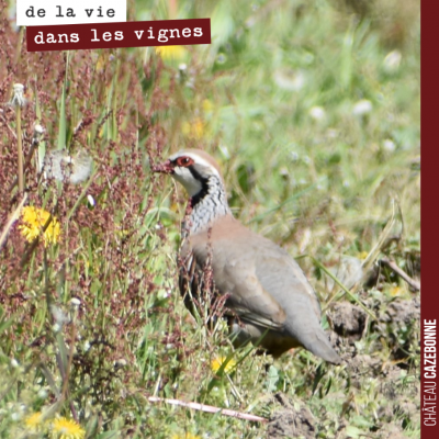 Pas si fréquent de croiser et d'avoir le temps de photographier une perdrix rouge dans les vignes...