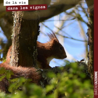 Aux abords d'une parcelle, un joli écureuil roux nous observe. Narquois et craintif.