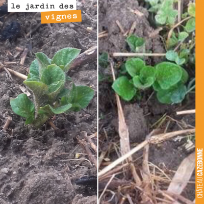 Au jardin des vignes, les pommes de terre sortent leur nez. Francis va les couvrir pour éviter qu...