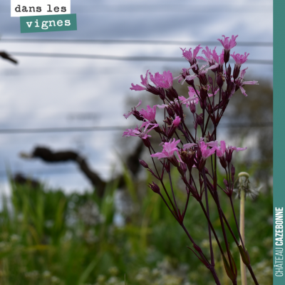 Jolie fleur découverte dans nos vignes. Après quelques recherches, on peut vous dire qu'il s'agir...