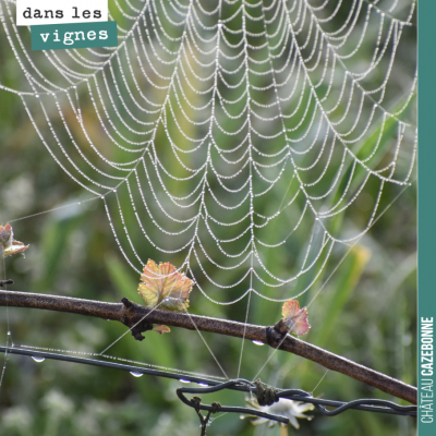 Les araignées nous honorent cette année de très belles dentelles dans les vignes.