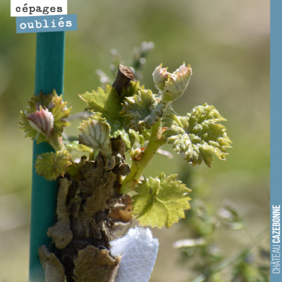 Nos plantes de cépages oubliés reprennent vie. C'est leur deuxième année. Elles ne donneront pas ...