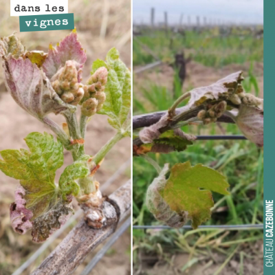 Retour sur le gel qui a touché nos vignes ce week-end. On peut dire que l'on a eu beaucoup de cha...