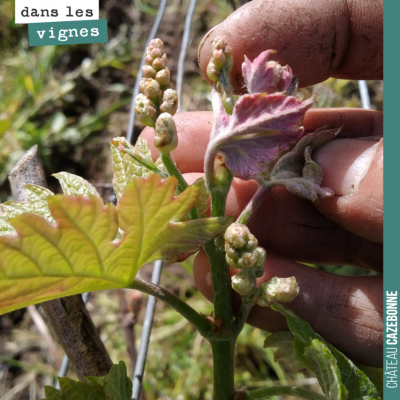 Ce bourgeon va donner naissance à trois jolies grappes. Si la nature nous aide après la grêle de ...