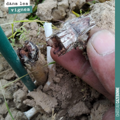 Cette greffe n'a pas résisté à l'hiver. Elle n'a pas tenu. Il faudra planter ici un nouveau pied ...