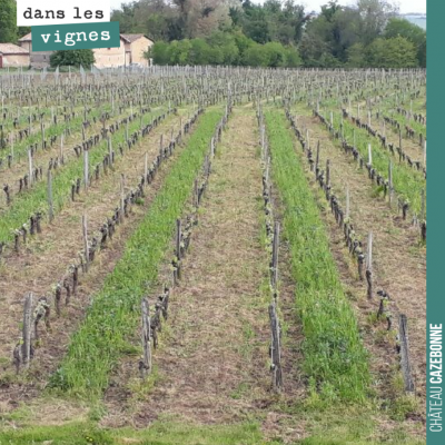 Les vignes sont bien propres cette année. On a réussi à ne pas se faire déborder. Le rang avec no...