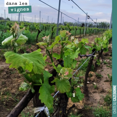 La vigne de demande maintenant qu'à pousser, avec les températures douces et les quelques pluies ...