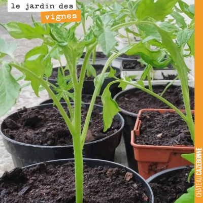 Les plants de tomates ont bien grandi et sont désormais prêts à être repiqués au Jardin des vignes.