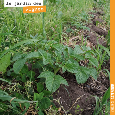 Ça fait plaisir de voir ces pommes de terre qui poussent à même nos rangs de vigne. La preuve de ...