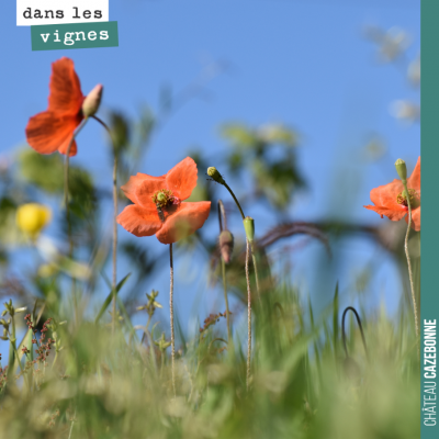 Des coquelicots dans les vignes, toujours un grand bonheur !