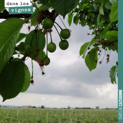 Notre cerisier nous promet une belle récolte de cerises aux abords de notre plateau de Peyron.