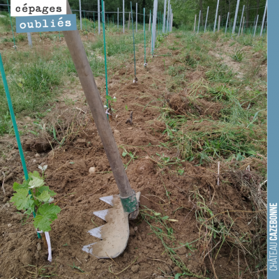 Dans les jeunes plantes de cépages oubliés, on finit à la main le travail que l'outil de désherba...