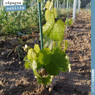 Bonne nouvelle, il semble que nos plantations de cépages oubliés aient survécu au gel. Toujours c...