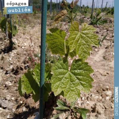 Ce jeune plant de Castets, dans notre parcelle de cépages oubliés, se porte à merveille. Hâte d'e...