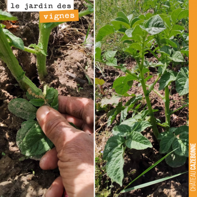 Au jardin des vignes, les pommes de terre n'ont pas souffert du gel. Vivement les frites !