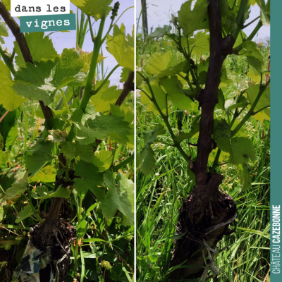 Nous avons surgreffé ces sauvignons gris l'année dernière et ils ont ensuite été durement touchés...