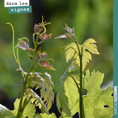 Qu'est ce que la vigne est belle en ce moment, magique, lumineuse, inspirante ! De grandes boutei...