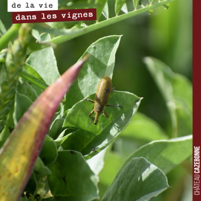 Un petit insecte se cache au milieu de nos derniers pieds de fèveroles !