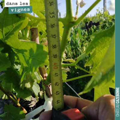 La vigne pousse vite en ce moment, profitant des longues journées d'ensoleillement. Et dans ces c...