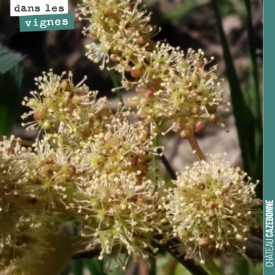 Les porte-greffes, communément appelés riparia, sont en fleur. Ces fleurs ne donneront pas de fru...