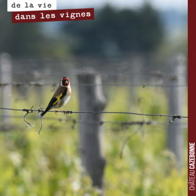 Cet oiseau est assurément l'un des plus beaux que l'on puisse rencontrer dans nos vignes. Il s'ag...