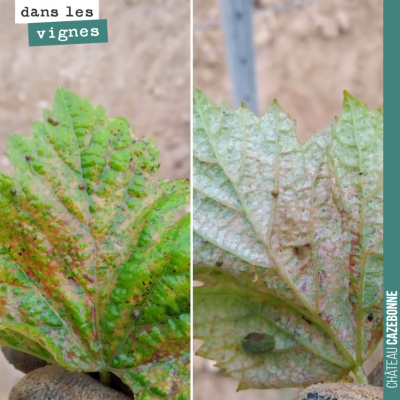 Première trace de mildiou dans notre parcelle de cépages oubliés sur un jeune plant de Castets. C...