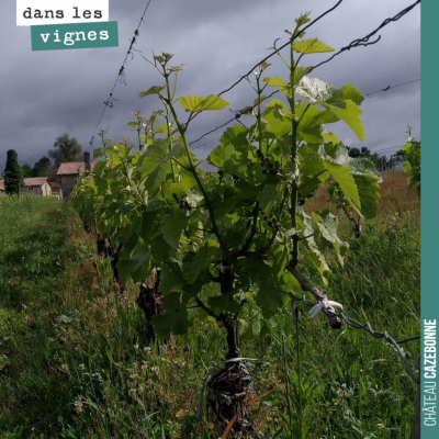 Par ce temps couvert, les lumières sont belles sur les vignes. Ici un pied de sauvignon gris surg...