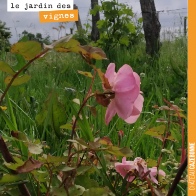 Au Jardin des vignes, le rosier est en fleurs. On a souvent coutume dans le vignoble de mettre de...