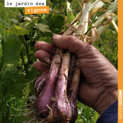 Récolte d'aillet au Jardin des vignes. Vous avez déjà goûté de l'ail à ce stade ? Juste sublime.