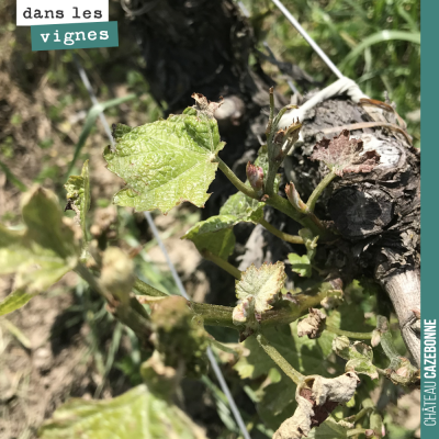 On a fait le tour de nos vignes gelées. Les dégâts sont restés localisés, mais important sur ces ...