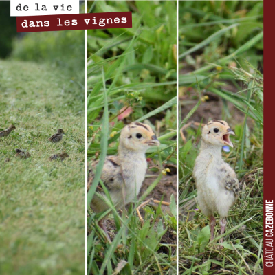 Notre mascotte, la poule faisane, a fait des petits. Ils gambadent joyeusement dans nos vignes.