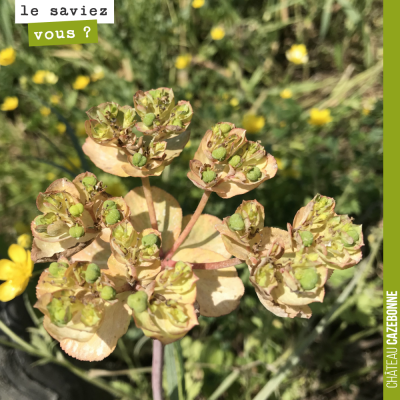 Mais quelle est donc cette plante qui pousse dans nos vignes ? Quelqu'un la connait ?