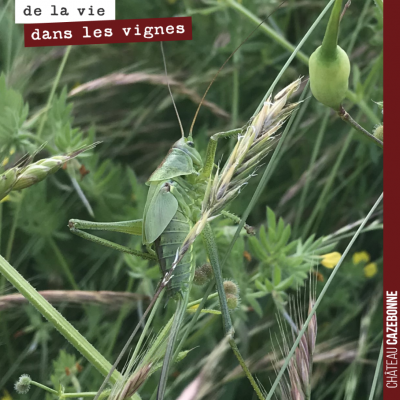 Une jolie sauterelle verte, camouflée aux abords de nos vignes.