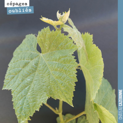 On vous présente aujourd'hui le bouchalès, cépage autrefois très présent en Gironde notamment dan...