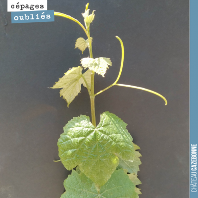 Le petit verdot est très joli sur notre parcelle de Darche. Les plants racinés se sont indéniable...