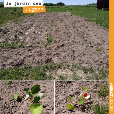 La salon du jardin des vignes est bien lancée. Francis a planté cette année, des tomates, des cou...