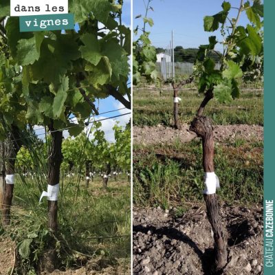 Pour donner le maximum de chances à la greffe, on coupe l'une des deux branches du cep et on ne c...