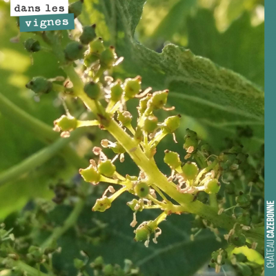 La floraison semble bien se dérouler. On n'est pas encore au stade petit pois, mais pas loin. On ...