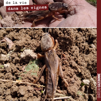 Etrange insecte que le grillon taupe. Il vit principalement sous terre. Il se nourrit de racines....