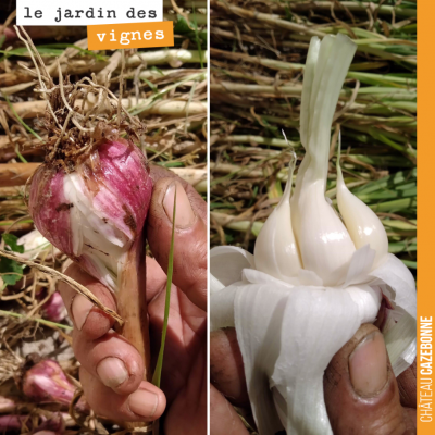 Francis a fait sa récolte d'ail au Jardin des vignes. Consommé frais, l'ail, c'est vraiment délic...