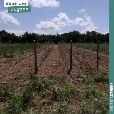 Dans nos jeunes plantations, le désherbage mécanique n'est pas pas toujours suffisant. Il faut al...