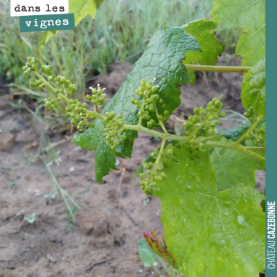 Ce pied de petit verdot, planté l'année dernière, nous donne déjà une grappe. Mais on ne devrait ...