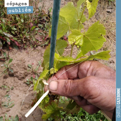 Francis est en train d'attacher les jeunes plantes de cépages oubliés (de l'année dernière) à leu...