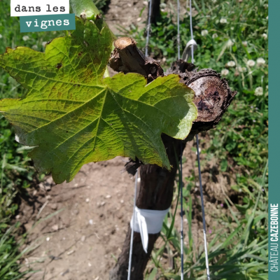 On continue l'entretien de nos plants surgreffés de Mancin. Maintenant que les premières feuilles...