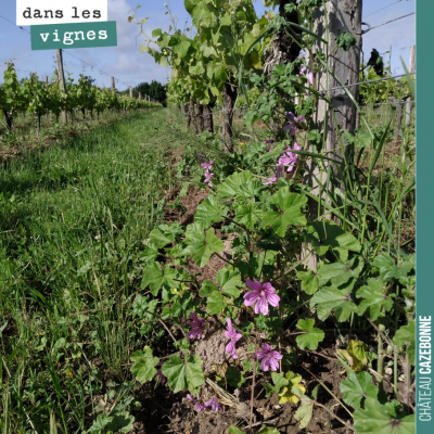 Des mauves dans les vignes. Bonne journée !